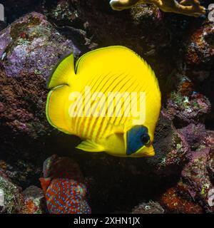 Ägypten, Scharm El Sheikh, maskierter Butterflyfisch (Chaetodon semilarvatus) Stockfoto