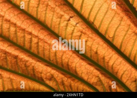 Royal Botanic Gardens of Victoria, Melbourne Australien. Texturen und Formen der Blätter eines Moraceae-Baumes. Stockfoto