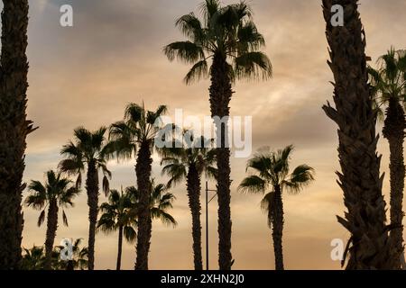 Silhouetten von Palmen vor einem goldenen Himmel, möglicherweise während Sonnenaufgang oder Sonnenuntergang, reflektieren eine ruhige tropische Atmosphäre Stockfoto