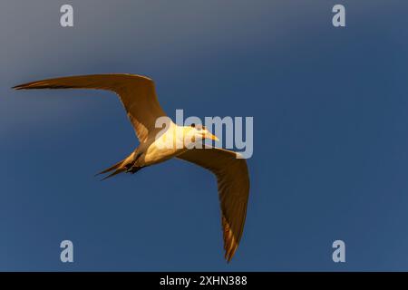 Große Schwalbenseeschwalbe im Flug im Morgenlicht Stockfoto