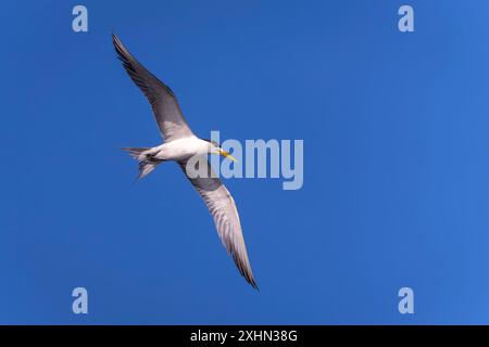 Größere Schamseeschwalbe im Flug auf blauem Hintergrund Stockfoto