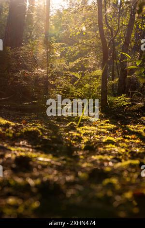 Das Sonnenlicht, das durch das Baldachin gefiltert wird, erleuchtet einen ruhigen Wald mit Farnen und Moos und schafft eine ruhige Atmosphäre Stockfoto