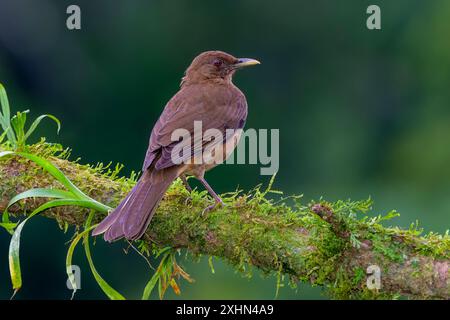 Tonfarbener Trush (Turdus gryi) auf einem Zweig, Boca Tapada, Costa Rica. Stockfoto