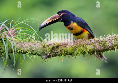 Aracari mit Kragen (Pteroglossus torquatus) auf verzweigtem Moos, Boca Tapada, Costa Rica. Stockfoto