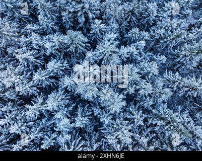 Luftaufnahme eines Waldes im Winter, schneebedeckte Bäume, Murnau, Bayern, Deutschland, Europa Stockfoto