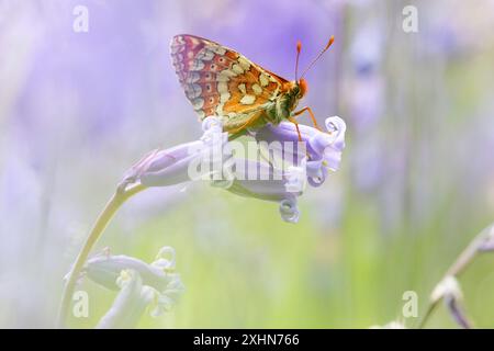 Marsh Fritillary in Bluebell Wood Stockfoto