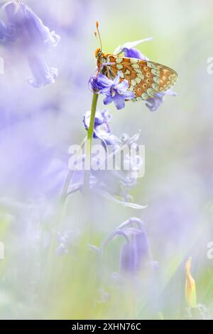 Marsh Fritillary in Bluebell Wood Stockfoto