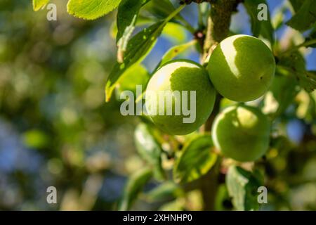 Grüne Mirabellen, die in einem Obstgarten Reifen, lorraine Gelbgold, Metz, Nancy, prunus domestica Stockfoto