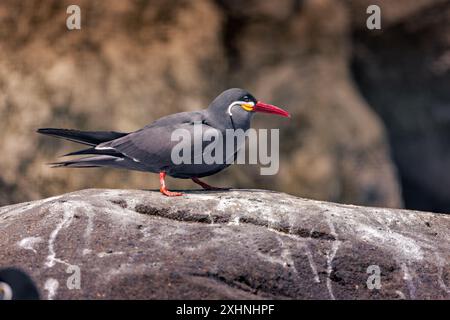 Eine Nahaufnahme eines Inka-Seeschwalbenvogels, der auf einem Felsen mit einem unscharfen natürlichen Hintergrund steht. Stockfoto
