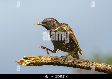 Starlinge, Jungtiere, Bedfordshire Uk Stockfoto