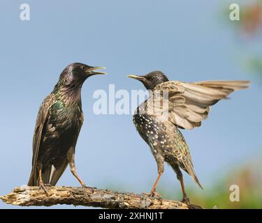 Starlinge, Jungtiere, Bedfordshire Uk Stockfoto