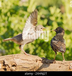 Starlinge, Jungtiere, Bedfordshire Uk Stockfoto