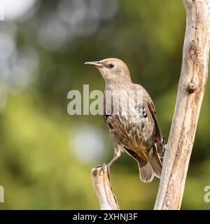 Starlinge, Jungtiere, Bedfordshire Uk Stockfoto