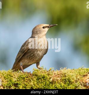 Starlinge, Jungtiere, Bedfordshire Uk Stockfoto