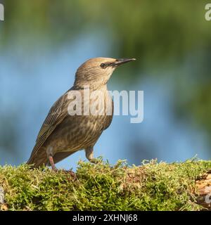 Starlinge, Jungtiere, Bedfordshire Uk Stockfoto