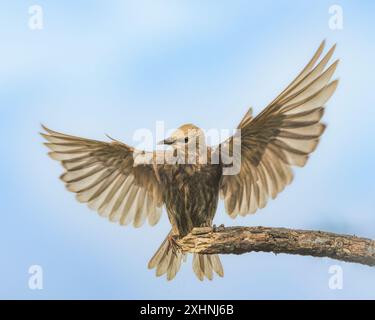 Starlinge, Jungtiere, Bedfordshire Uk Stockfoto