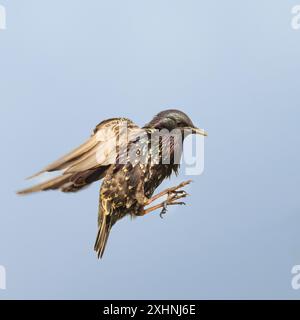 Starlinge, Jungtiere, Bedfordshire Uk Stockfoto