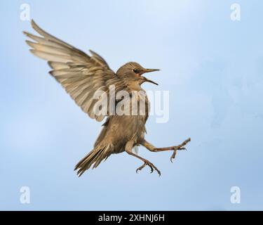 Starlinge, Jungtiere, Bedfordshire Uk Stockfoto