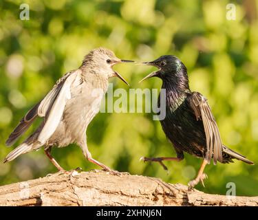 Starlinge, Jungtiere, Bedfordshire Uk Stockfoto