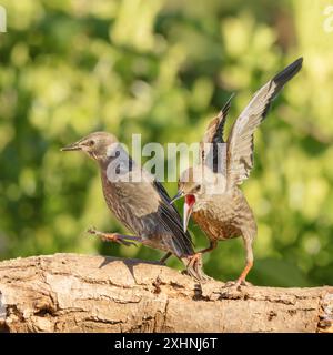 Starlinge, Jungtiere, Bedfordshire Uk Stockfoto