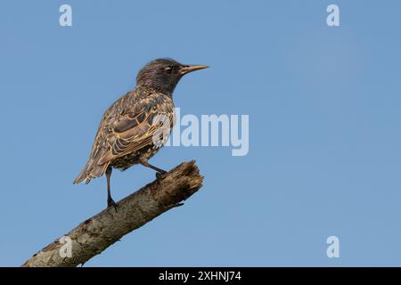 Starlinge, Jungtiere, Bedfordshire Uk Stockfoto