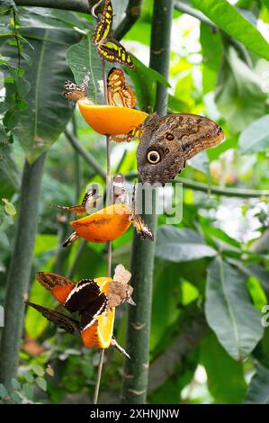 Bananen- oder Rieseneule-Schmetterling, der auf einem Baumstamm sitzt, Caligo telamonius memnon-Insekt, Regenwald von Mexiko und Südamerika, Amazonas Stockfoto