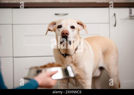 Tierbesitzer füttern hungriger Hunde. Labrador Retriever wartet auf Essen in der Küche zu Hause. Stockfoto