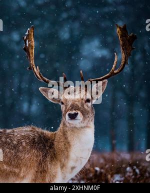 Hirsch im Bushy Park, England Stockfoto