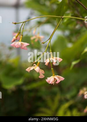 Rosafarbene Sommerblumen des sich windenden immergrünen chinesischen Jasmins, Trachelospermum asiaticum „Rose“ Stockfoto