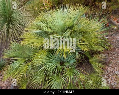 Gedeckter Klumpen der silbrig blättrigen Sorte der europäischen Fächerpalme, Chamaerops humilis „Vulcano“ Stockfoto