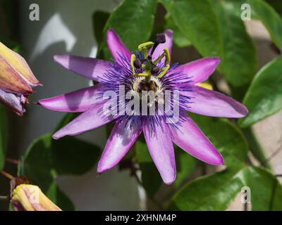 Komplizierte Sommer- bis Herbstblumen des halbharten Rankenkletters Passiflora caerulea x racemosa, Passionsblume Stockfoto