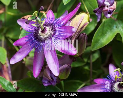 Komplizierte Sommer- bis Herbstblumen des halbharten Rankenkletters Passiflora caerulea x racemosa, Passionsblume Stockfoto