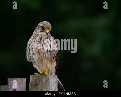 Gemeiner Kestrel im Bushy Park, England Stockfoto