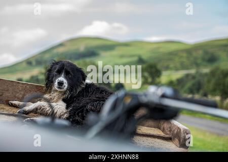 Hownam, Kelso, Scottish Borders, Schottland, Großbritannien. August 2021. Ein im Morgentau bedeckter arbeitender Collie entspannt sich auf der Rückseite seines Schäferquads bik Stockfoto