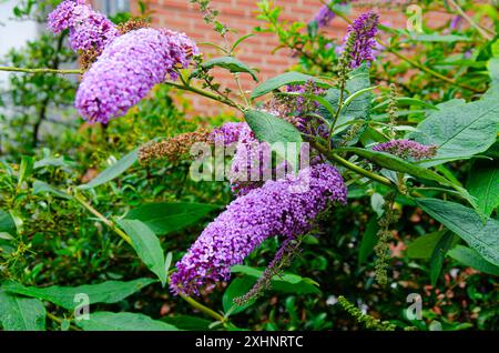 Nahaufnahme von violetten Blüten auf einem Buddleia-Busch Stockfoto