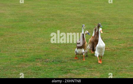 Gruppe von Indianerenten isoliert auf Gras. Stockfoto