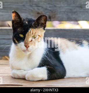 Gerilltes Katzenporträt Stockfoto