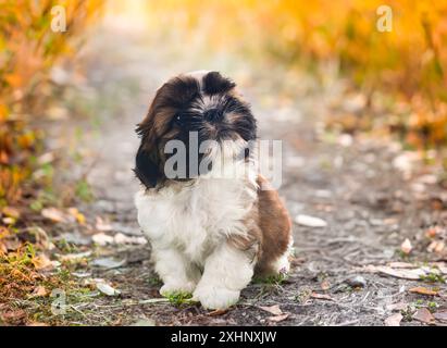 Hündchen Shih Tzu vor herbstlichem Hintergrund Stockfoto