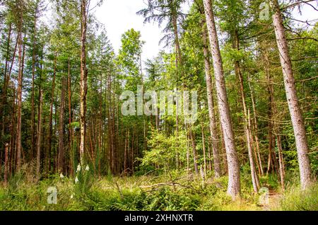 Dundee Templeton Woods in Schottland bietet gewundene Naturpfade durch üppiges Gelände, lebhaftes Grün und eine herrliche Landschaft im Sommer Stockfoto