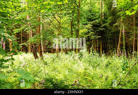 Dundee Templeton Woods in Schottland bietet gewundene Naturpfade durch üppiges Gelände, lebhaftes Grün und eine herrliche Landschaft im Sommer Stockfoto