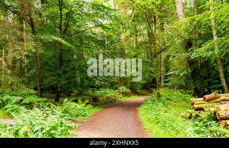 Dundee Templeton Woods in Schottland bietet gewundene Naturpfade durch üppiges Gelände, lebhaftes Grün und eine herrliche Landschaft im Sommer Stockfoto