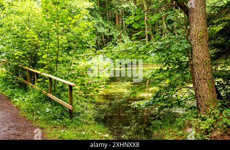 Dundee Templeton Woods in Schottland bietet gewundene Naturpfade durch üppiges Gelände, lebhaftes Grün und eine herrliche Landschaft im Sommer Stockfoto