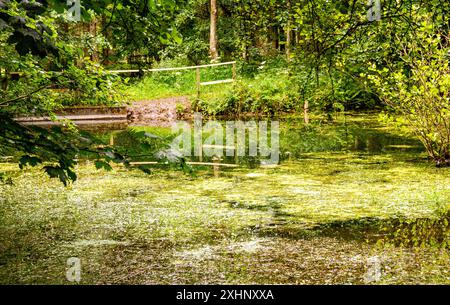 Dundee Templeton Woods in Schottland bietet gewundene Naturpfade durch üppiges Gelände, lebhaftes Grün und eine herrliche Landschaft im Sommer Stockfoto