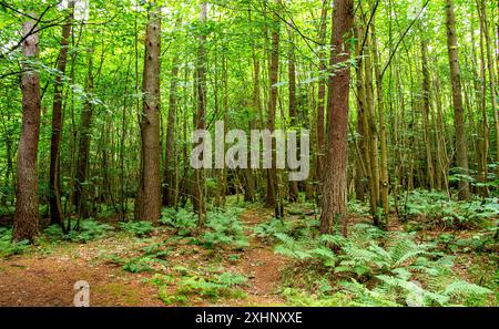 Dundee Templeton Woods in Schottland bietet gewundene Naturpfade durch üppiges Gelände, lebhaftes Grün und eine herrliche Landschaft im Sommer Stockfoto