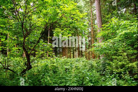 Dundee Templeton Woods in Schottland bietet gewundene Naturpfade durch üppiges Gelände, lebhaftes Grün und eine herrliche Landschaft im Sommer Stockfoto