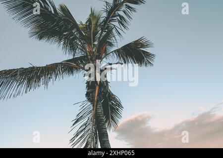 Eine einzelne Palme, die im Wind schwingt Stockfoto