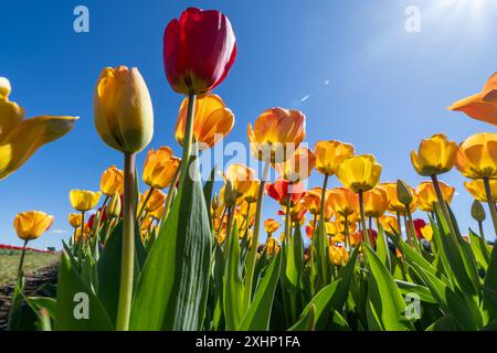 Niedriger Blickwinkel auf bunte rote und gelbe Tulpen, die wachsen Stockfoto