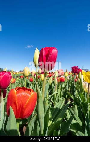 Niedriger Blickwinkel auf bunte rote und gelbe Tulpen, die wachsen Stockfoto