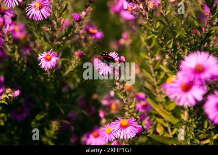 Rosa Blumen im Garten und Schmetterling darauf Stockfoto