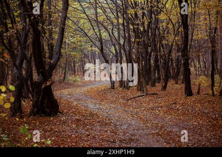 Bulgarien, Wanderweg im Herbstwald Stockfoto